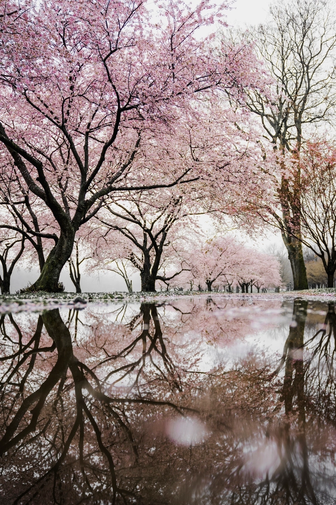 Japan Cherry Blossom Tour: Tokyo & Osaka CzNmcy1wcml2YXRlL3Jhd3BpeGVsX2ltYWdlcy93ZWJzaXRlX2NvbnRlbnQvbHIvdXB3azYxNjM5MDUzLXdpa2ltZWRpYS1pbWFnZS1rb3diMG53cC5qcGc