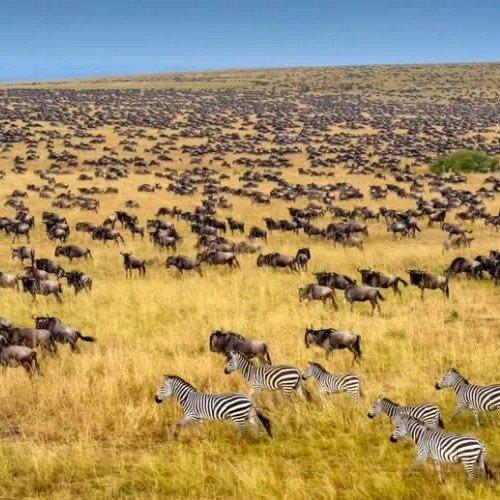 masai mara wildebeests and zebra